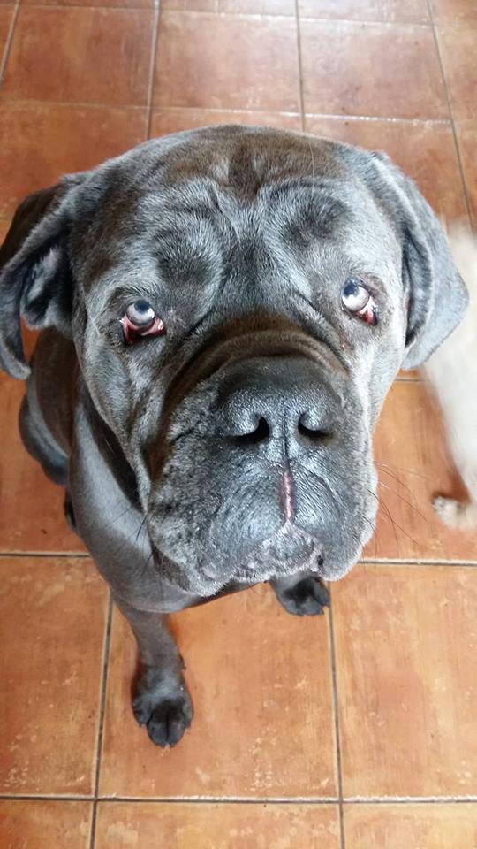 Ozzy - oczęta 1 dzień po operacji